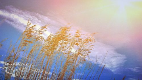 Low angle view of trees against sky