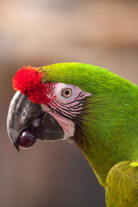 Close-up of a parrot