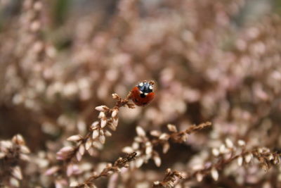 Macro shot of ladybug on plant