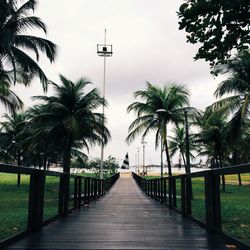 Palm trees against sky