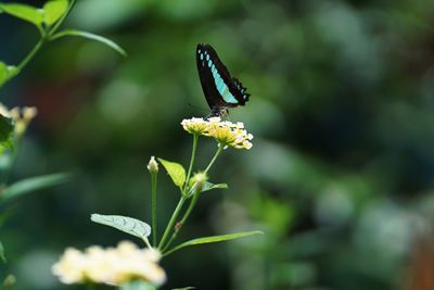 Close-up of butterfly pollinating on flower