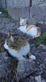 High angle view of cat