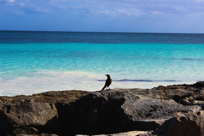 View of bird on rock by sea against sky