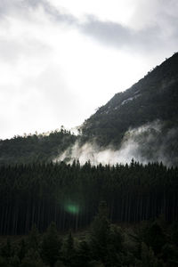 Scenic view of pine trees against sky