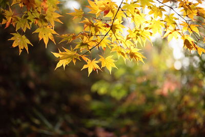 Close-up of yellow maple leaves on tree