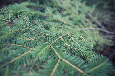 Close-up of fern