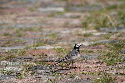 Bird perching on a field