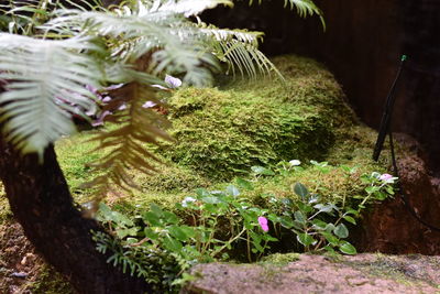 Close-up of plants growing on land