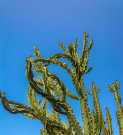 Low angle view of fresh plants against clear blue sky