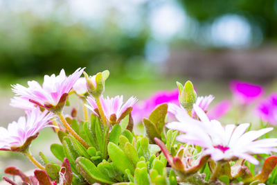 Close-up of pink flowering plants