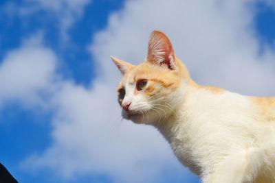 Low angle view of cat looking away against sky