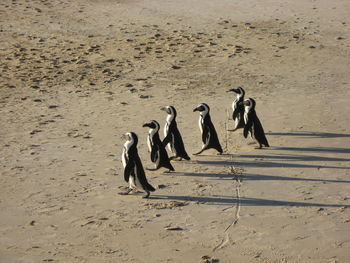 High angle view of penguins on beach