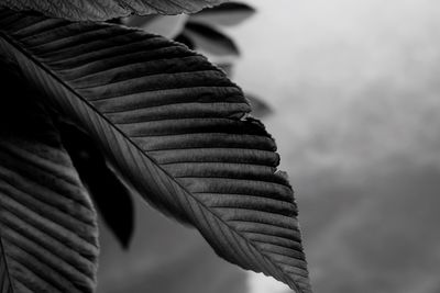 Close-up of leaves against blurred background