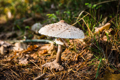 Edible mushroom, kite mushroom