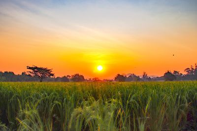 Scenic view of agricultural field against sky during sunset