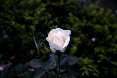 Close-up of flower blooming outdoors