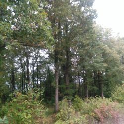 View of trees in the forest