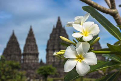 Close-up of white flowering plant against sky