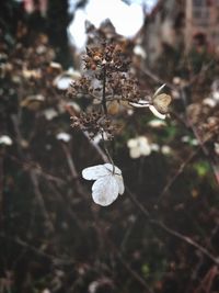 Close-up of wilted flower plant