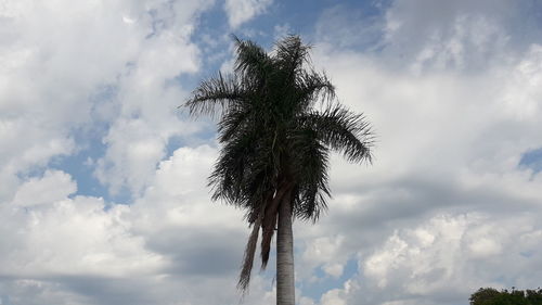 Low angle view of coconut palm tree against sky