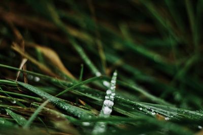 Close-up of grass growing in water