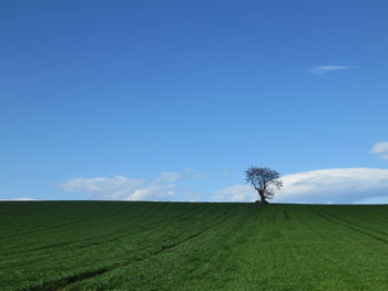 Tree on grassy field against sky