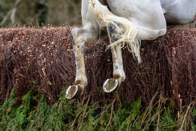 View of horse on field