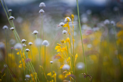 Close-up of yellow flowering plants on field