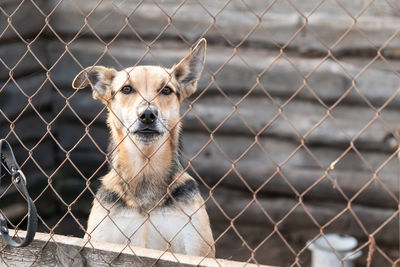 Portrait of chainlink fence in zoo