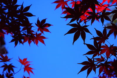 Low angle view of leaves on tree