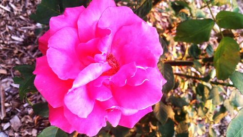 Close-up of pink flowers