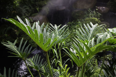 Close-up of plant