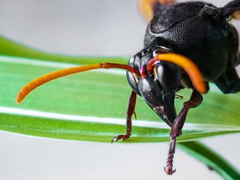 Close-up of insect on flower