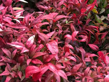 Close-up of red flowers