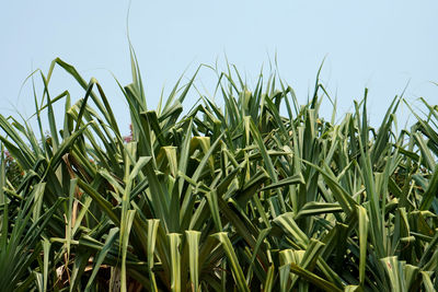 Close-up of crops growing on field against sky