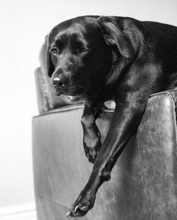 Dog looking away while sitting on sofa