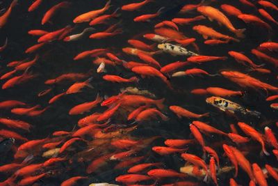 Koi carps swimming underwater