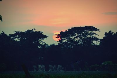 Silhouette trees against sky during sunset