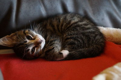 Close-up of cat lying on sofa