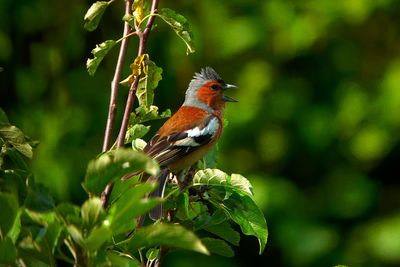 Bird perching on a plant