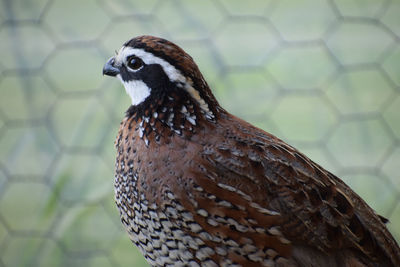 Close-up of a bird