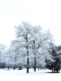 Snow covered trees on field