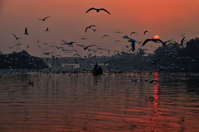 Silhouette birds in lake during sunset