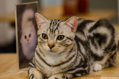 Close-up portrait of a cat at home