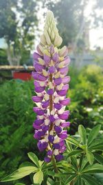 Close-up of purple flowers blooming outdoors