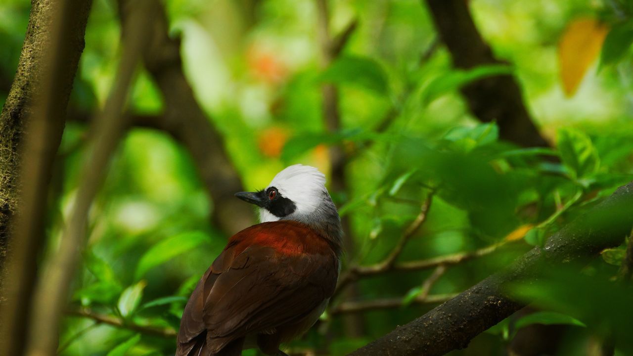 White crested laughing thrushes