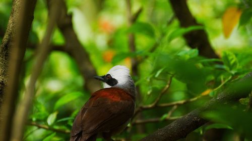 Close-up of bird perching on tree