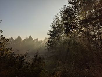 Trees in forest against sky