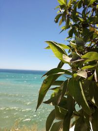 Close-up of plant against sea