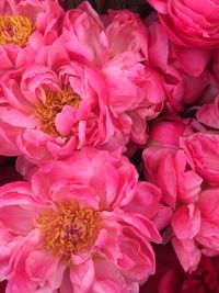 Close-up of pink flower